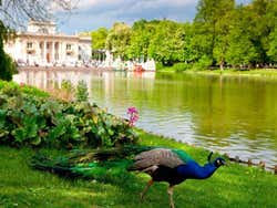 Peacock at Lazienki Park in Warsaw